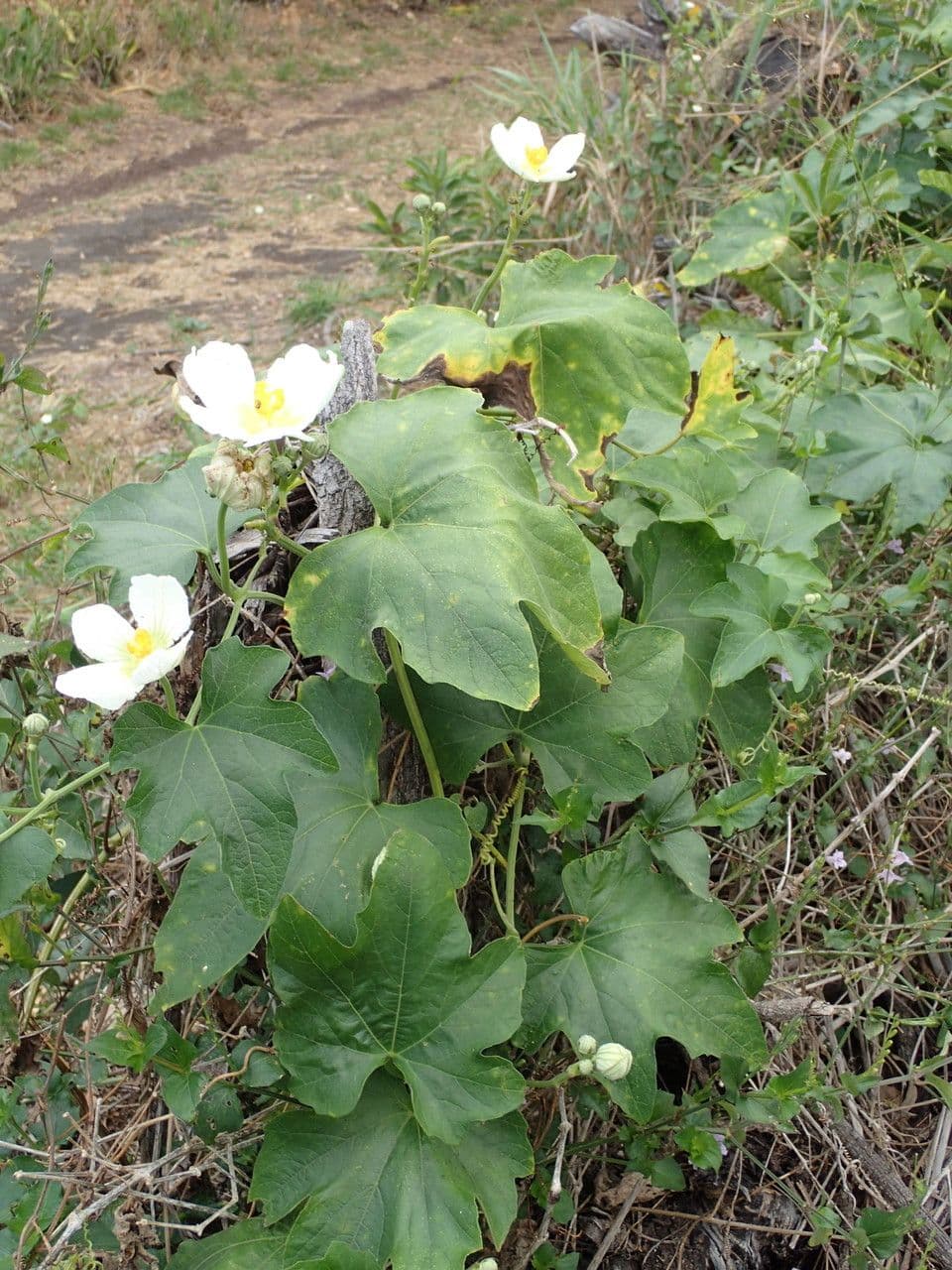 Zucca selvatica 10