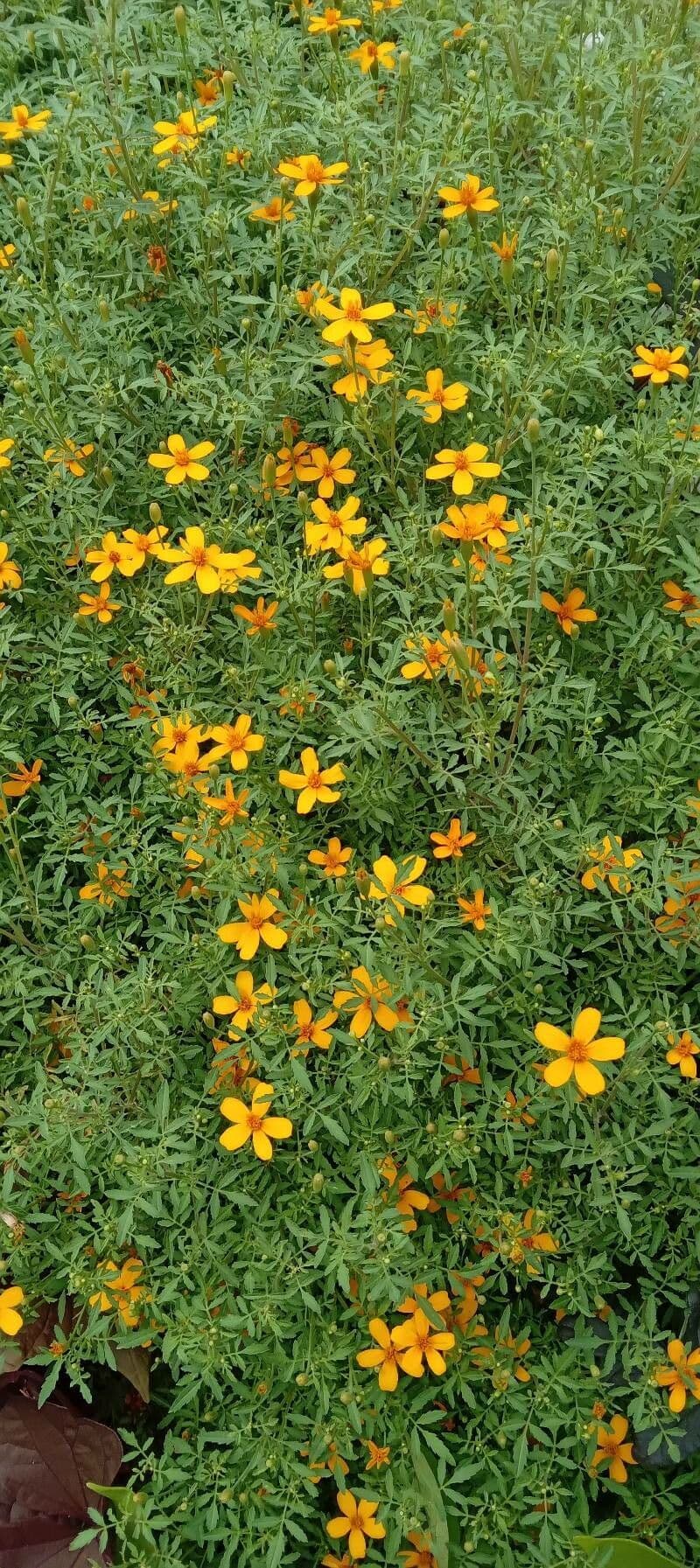 Schmalblättrige Studentenblume 13