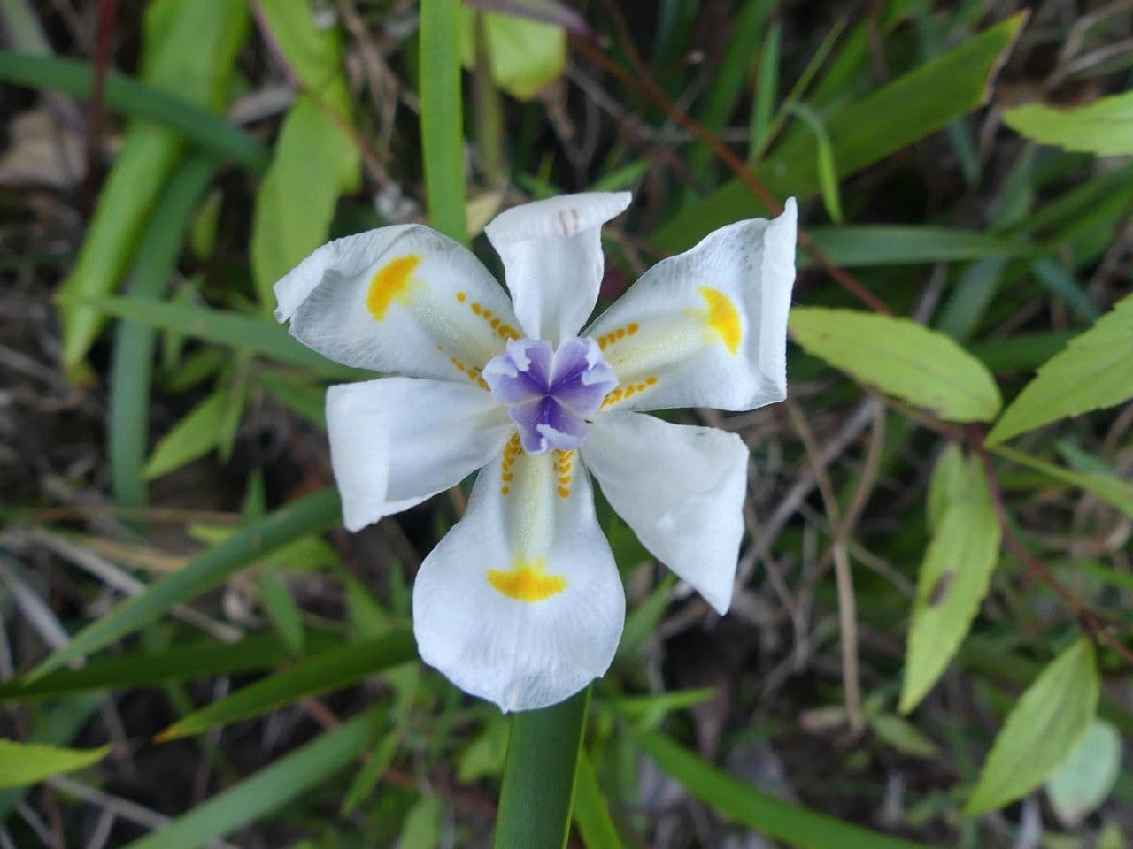 Iris selvatico 4