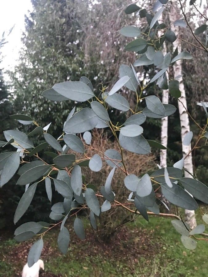 Gunn-Eukalyptus 11
