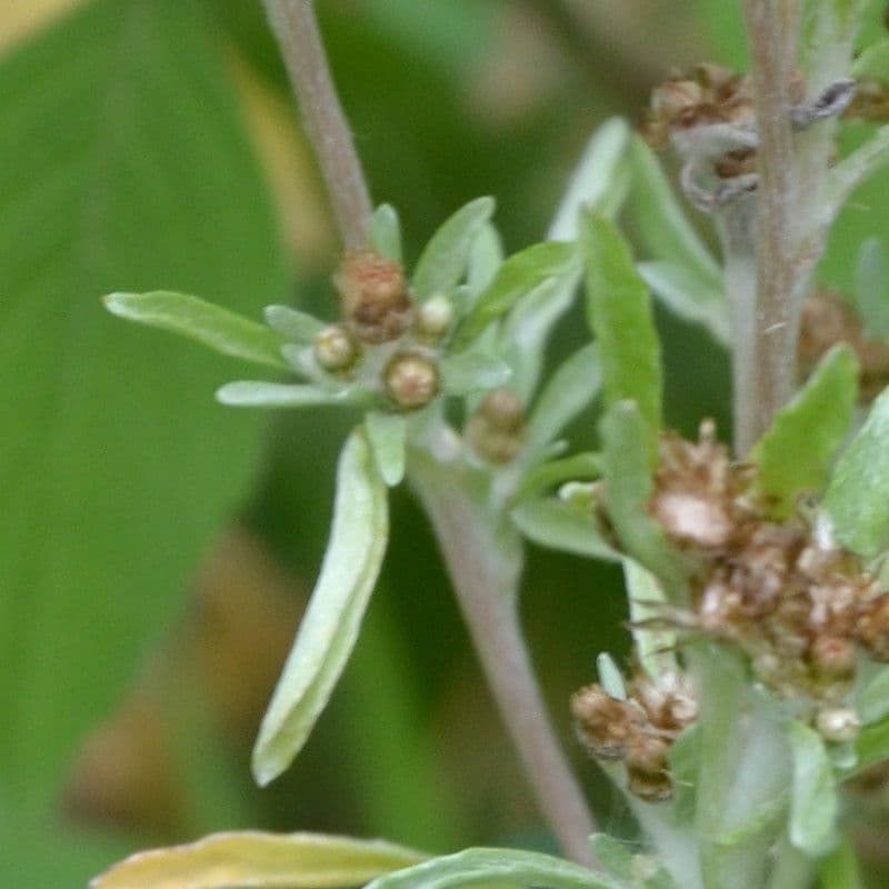 Gnaphalium 25
