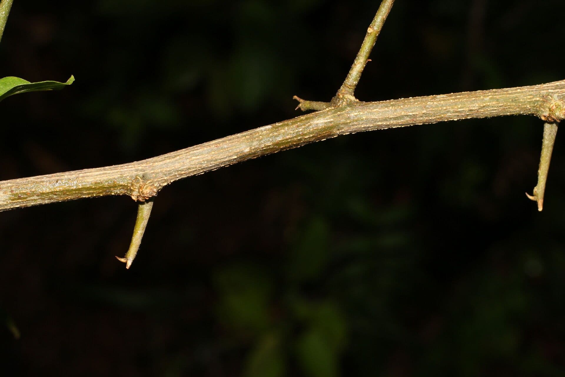 Celtis iguanaea 18