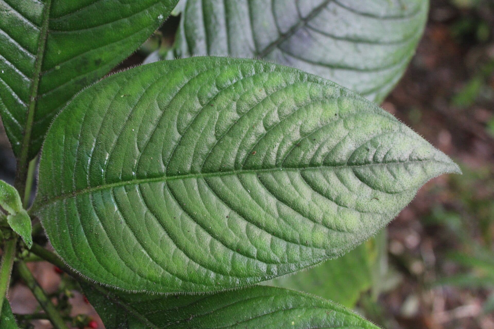 Notopleura 5