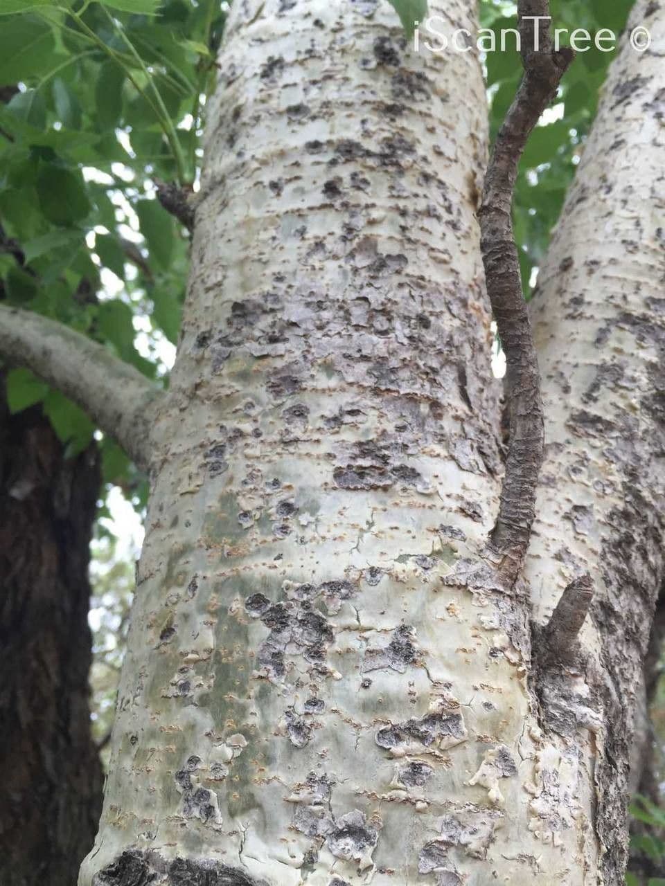 Steganotaenia araliacea 15