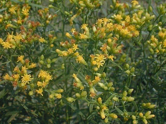 Euthamia 6