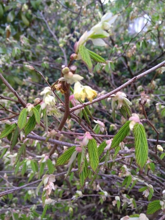 Corylopsis 22