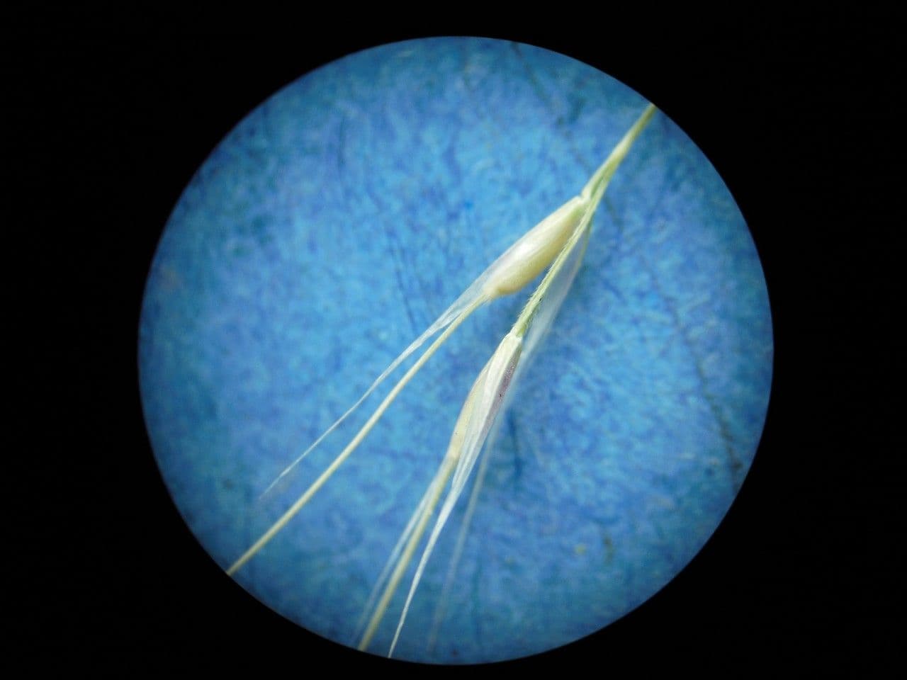 Kavyl vláskovitý 9