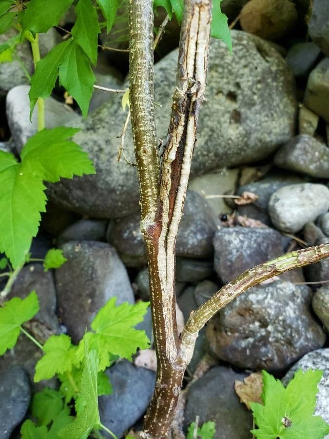 Physocarpus malvaceus 2