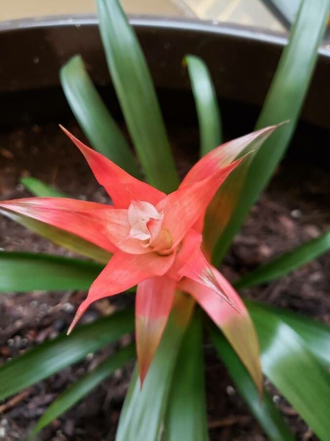 Guzmania monostachia 17