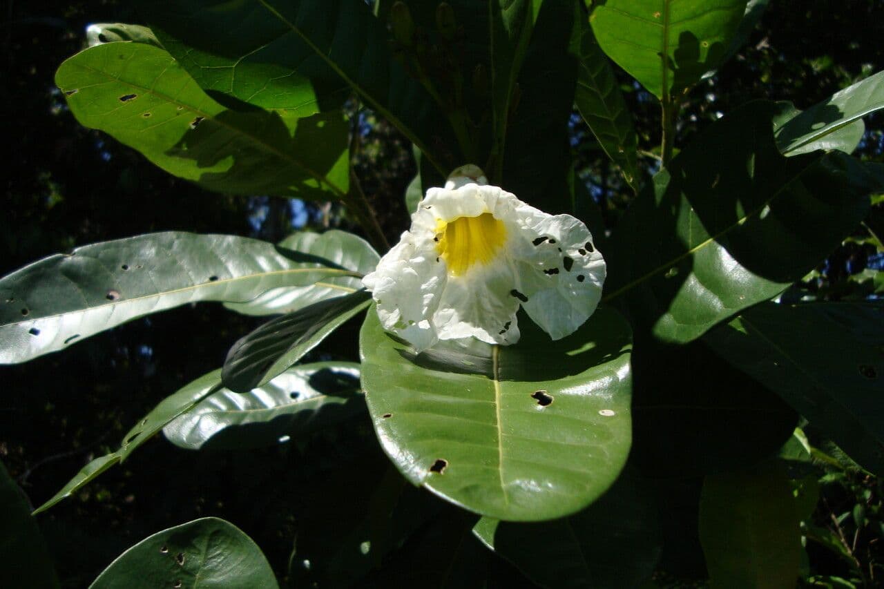 Ipê 5