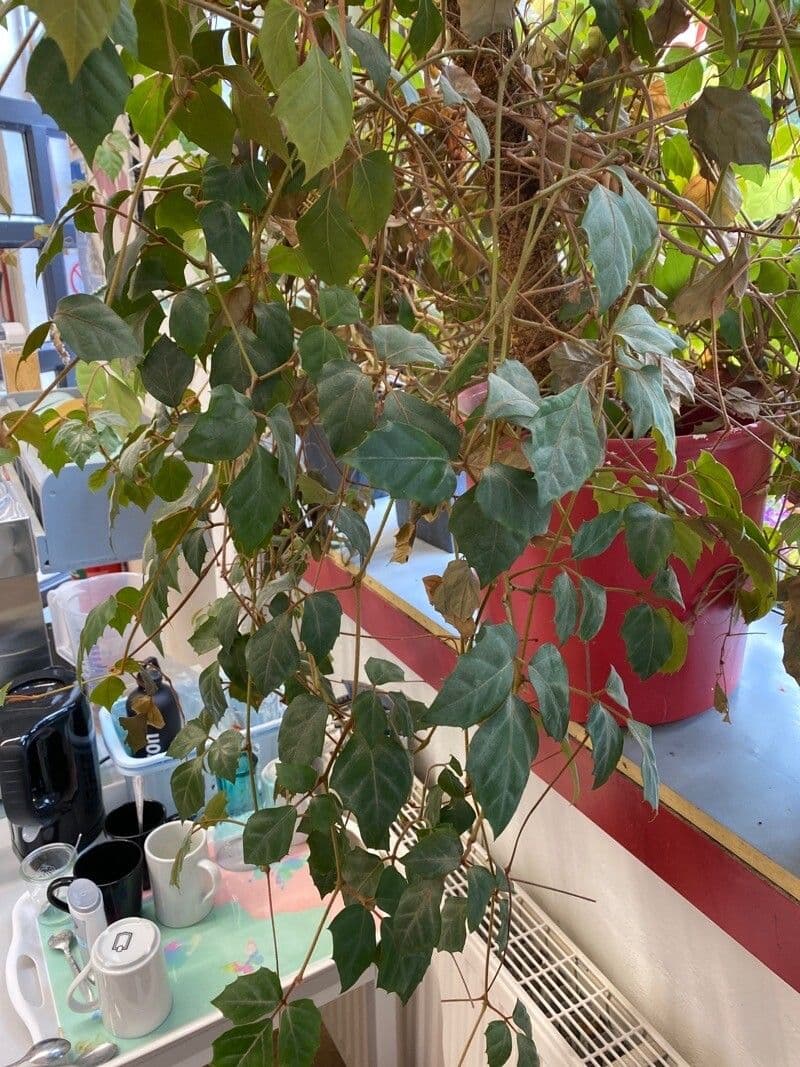 Cissus alato 12