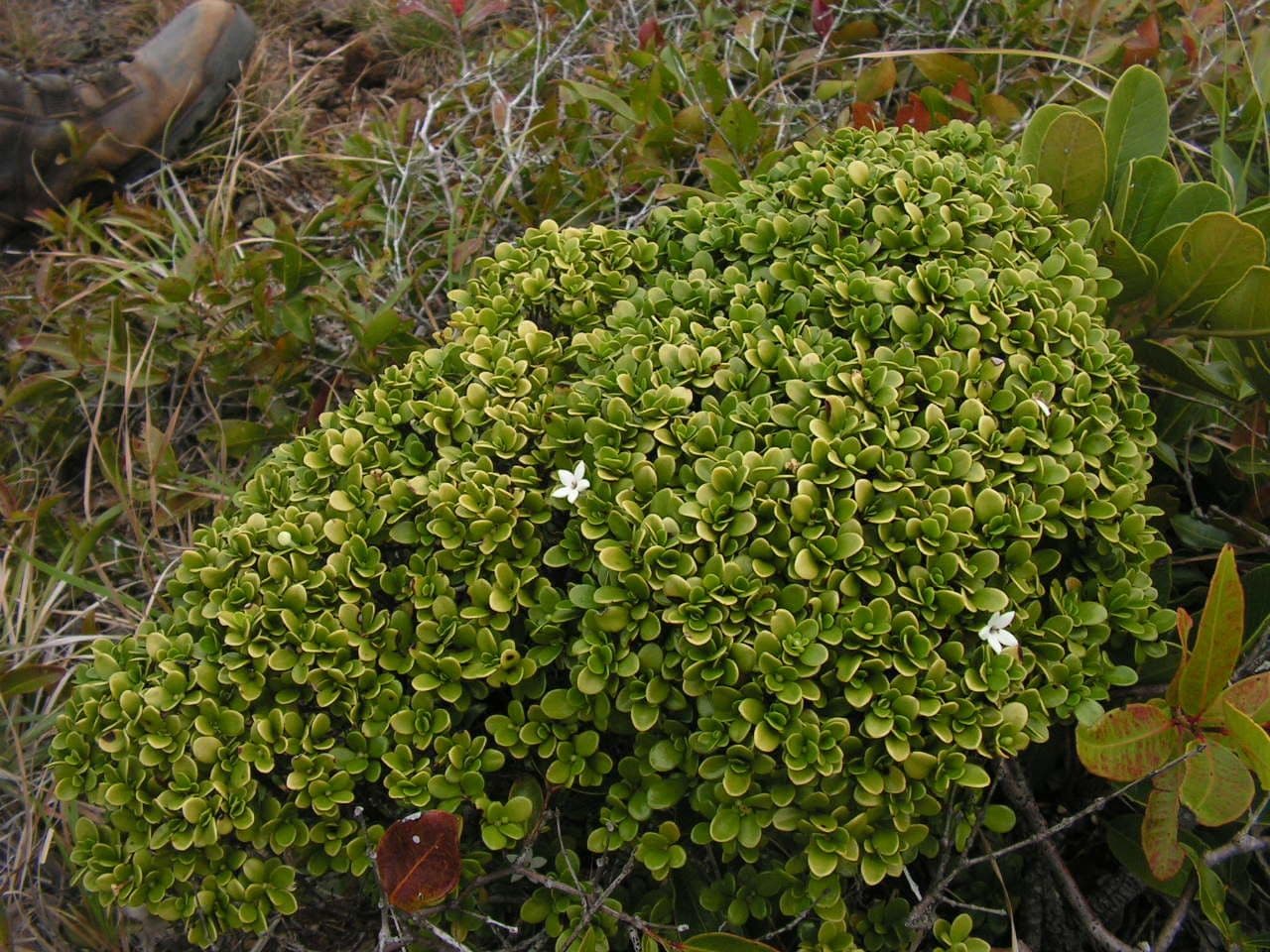 Psicotria