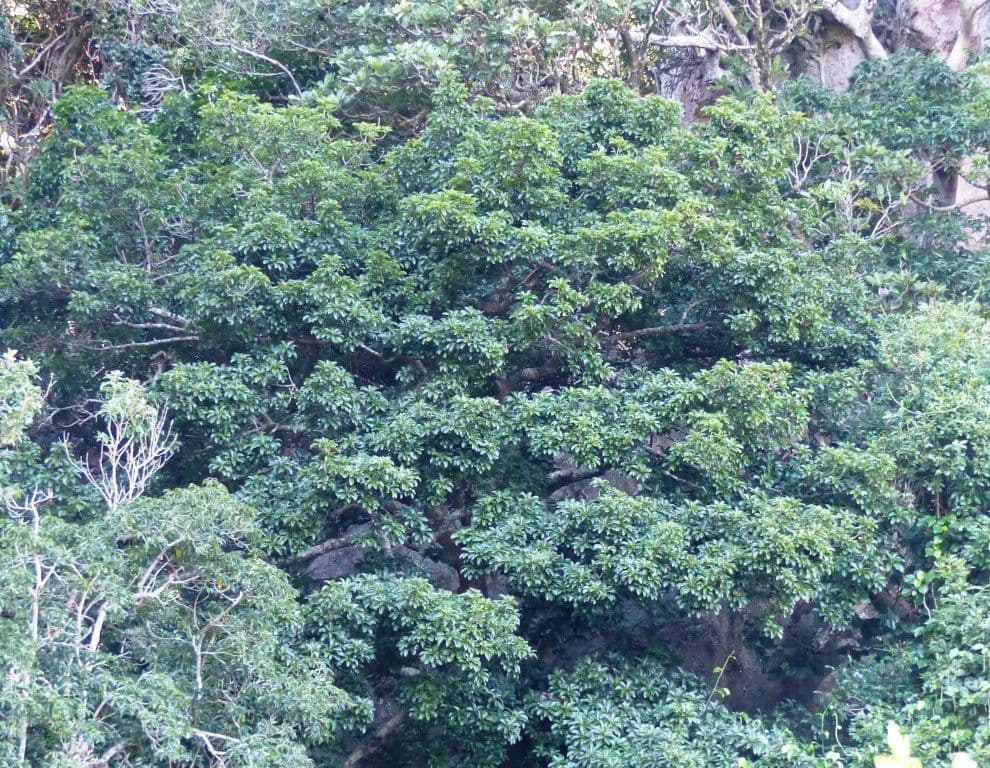 Pichonia 9