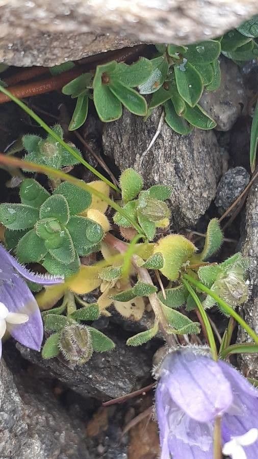 Campanula di Cenis 11