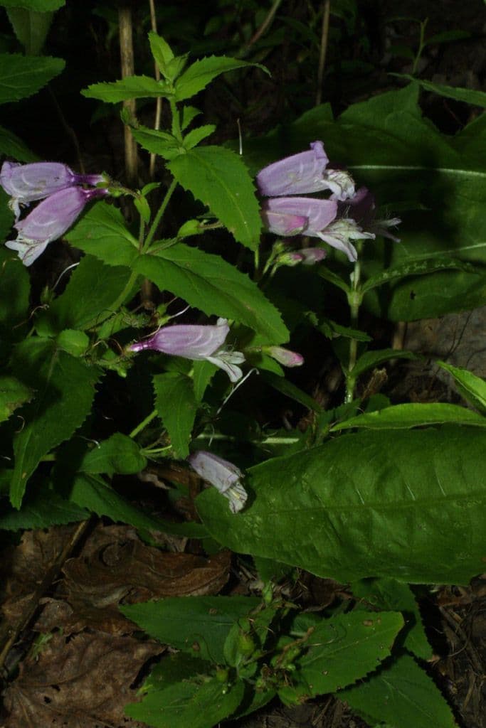Penstemon 6