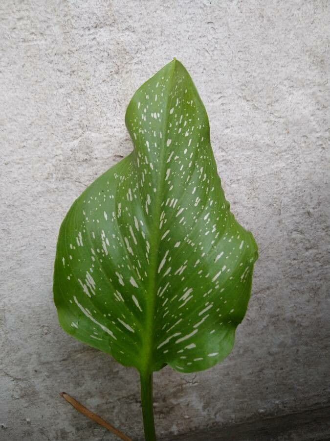 Calla 13