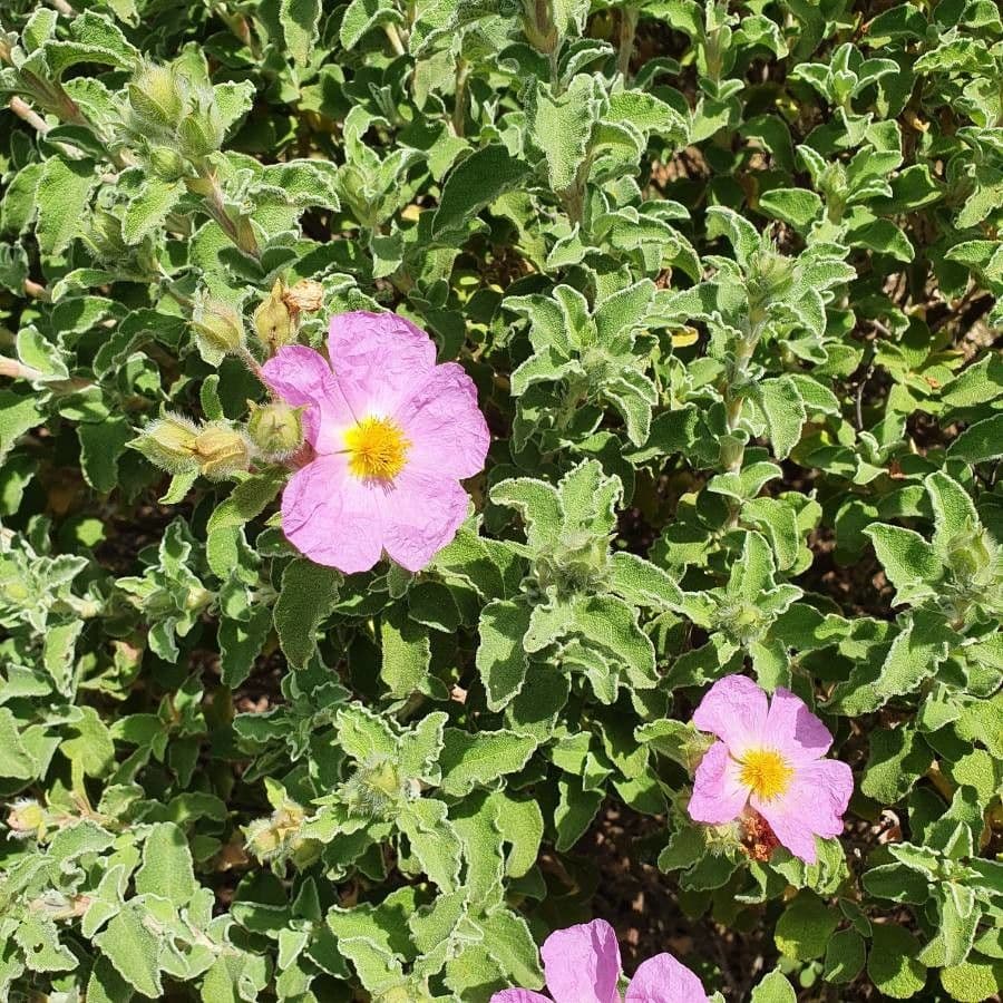 Cistus krétský 26