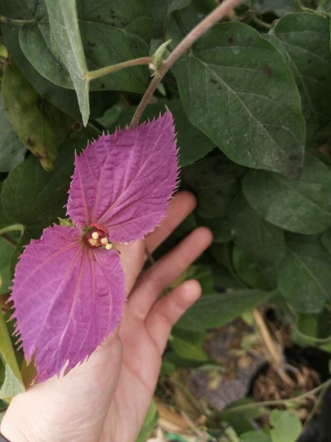 Dalechampia 4