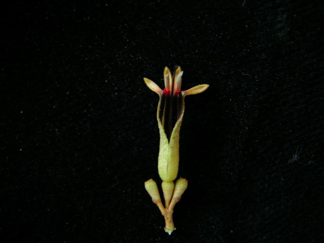 Scurrula parasitica 7