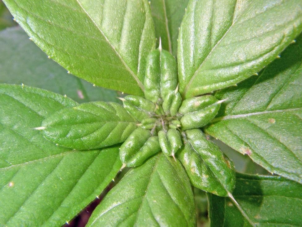 Spiracantha 15