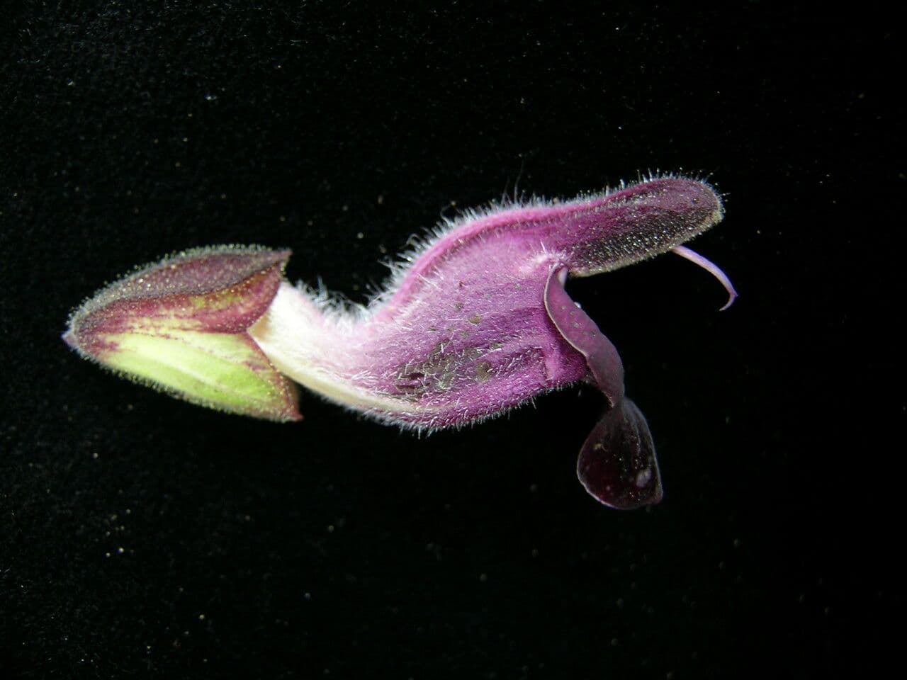 Salvia