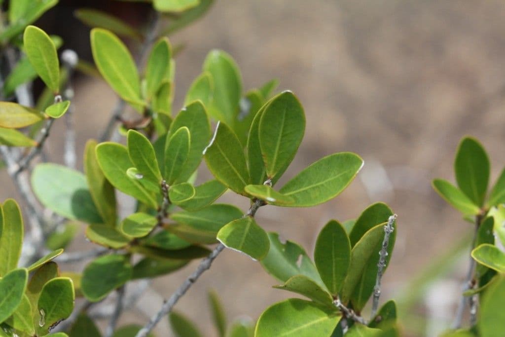 Eugenia 9