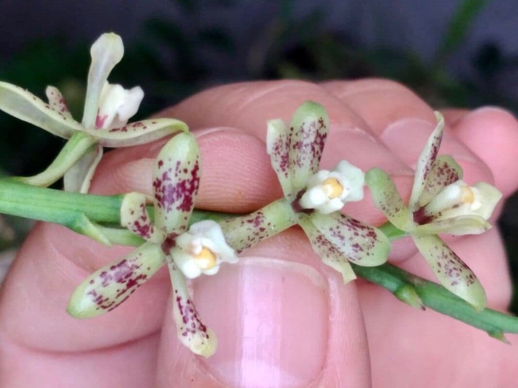 Prosthechea vespa 4