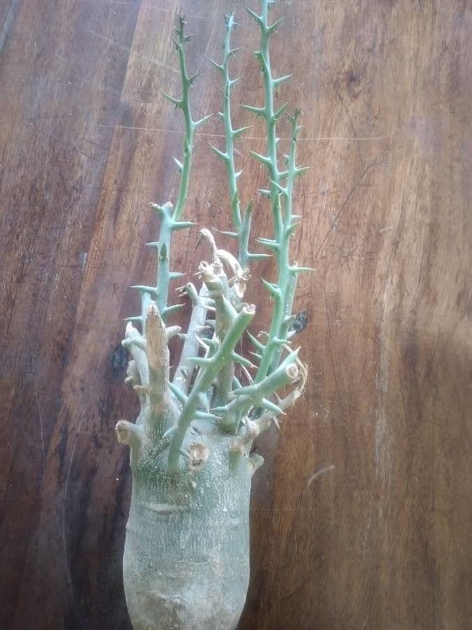 Adenia 4
