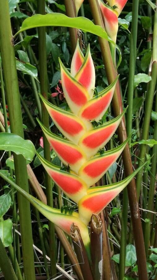 Geldblume 8