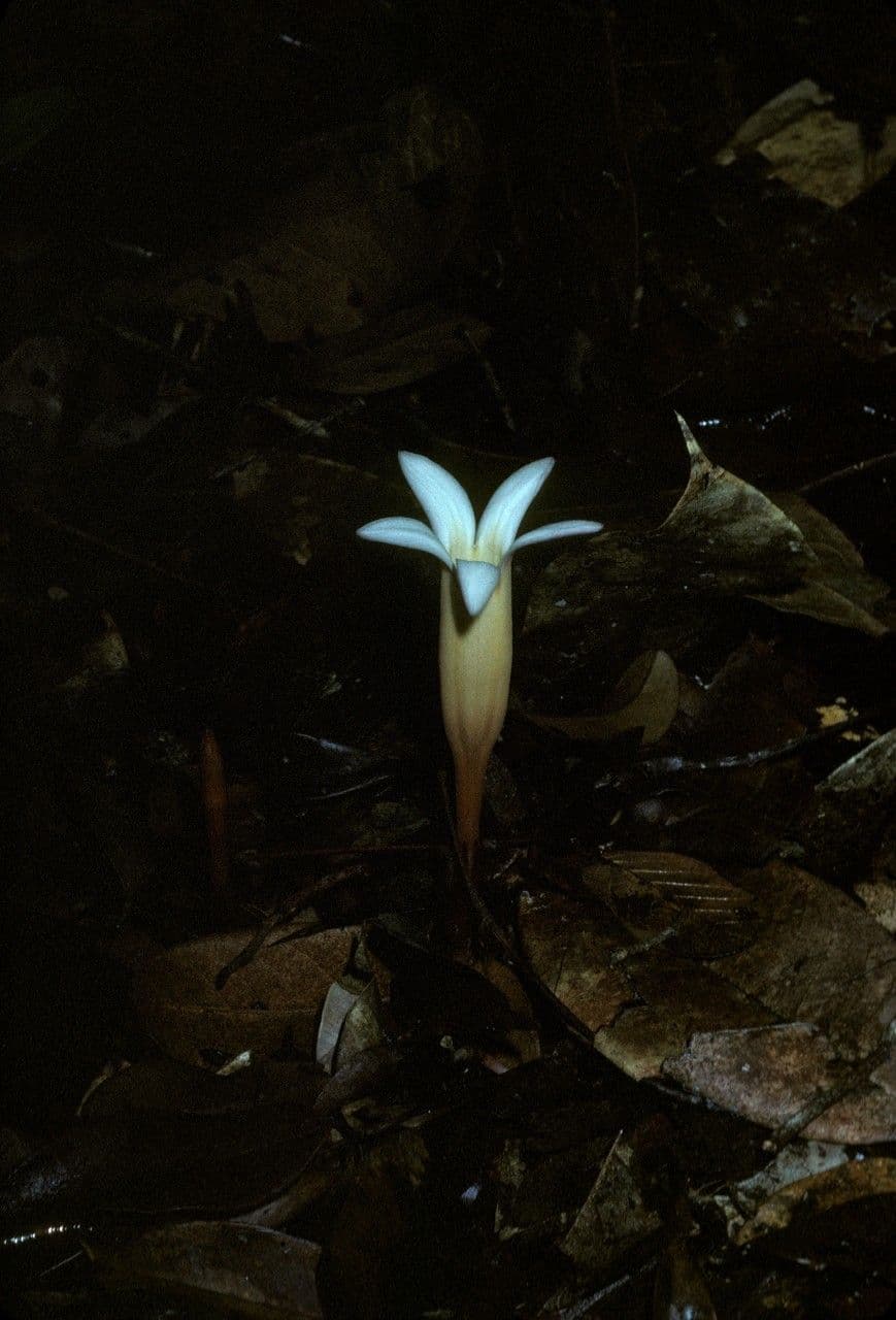Voyria clavata 3