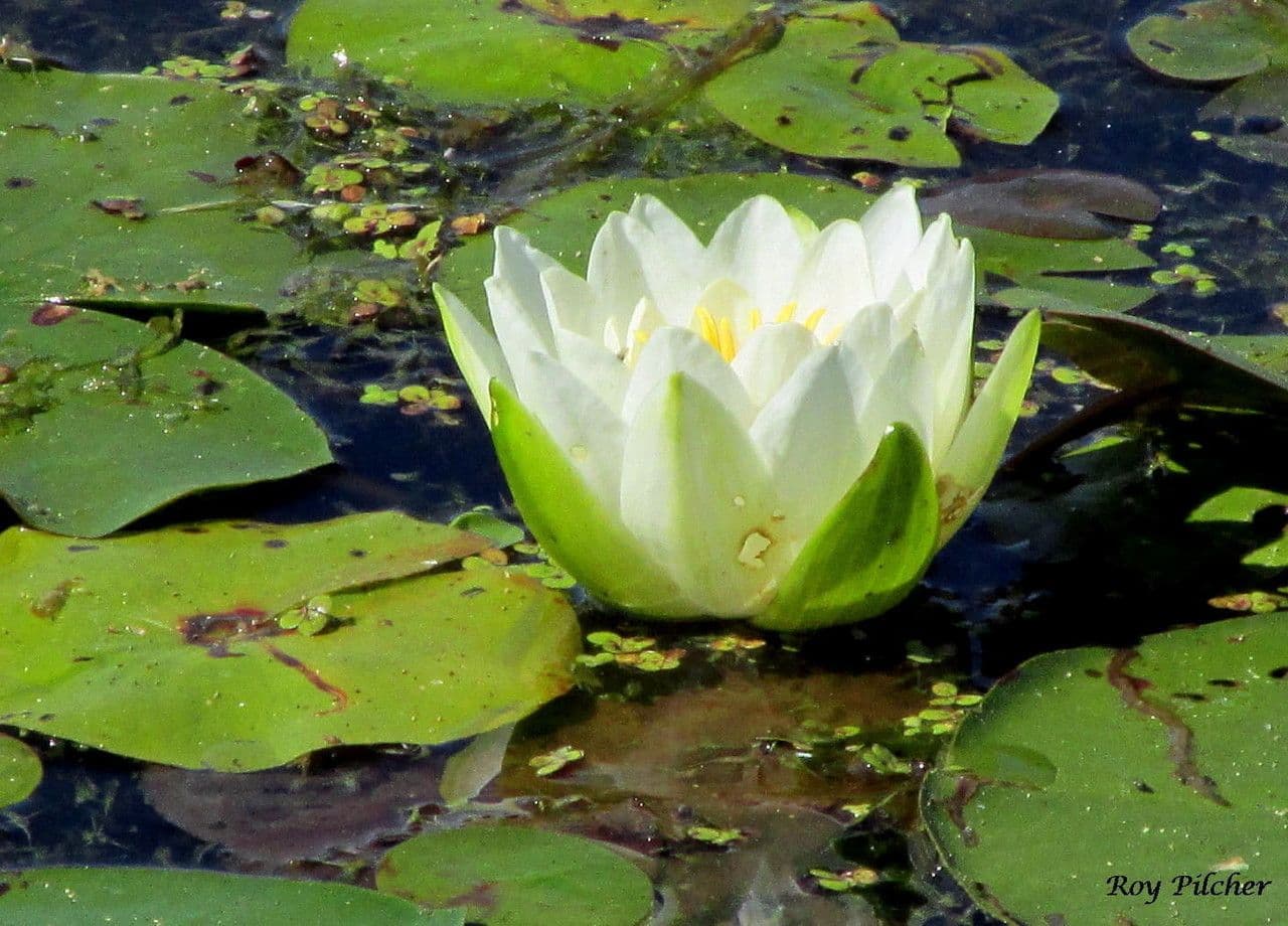 Ninfea odorosa 8