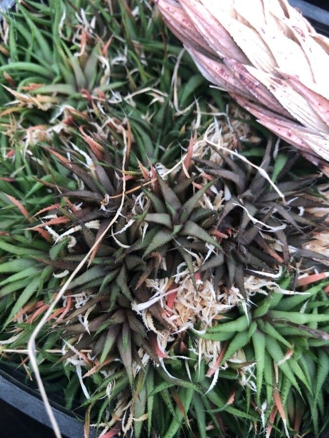 Haworthia
