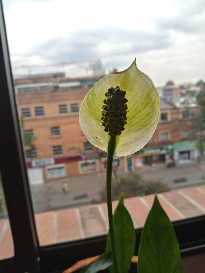 Spatifillo 29
