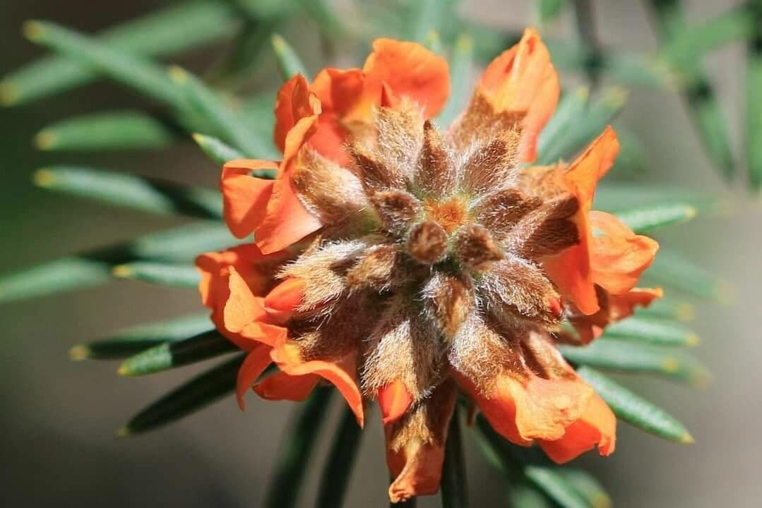 Mirbelia