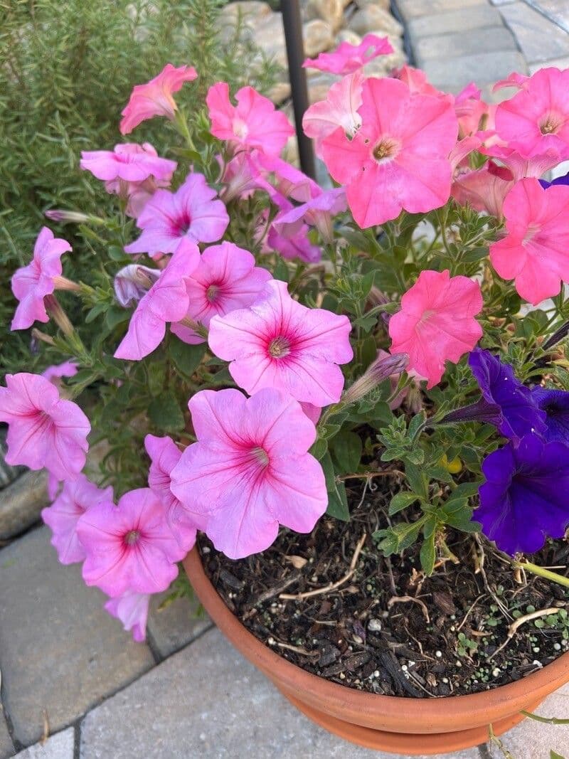 Petunia 4