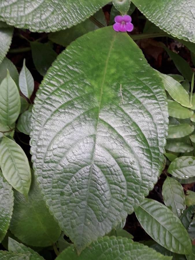 Chrysothemis melittifolia 11