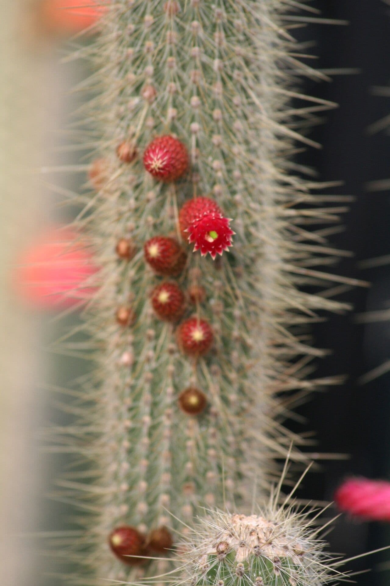 Cleistocactus