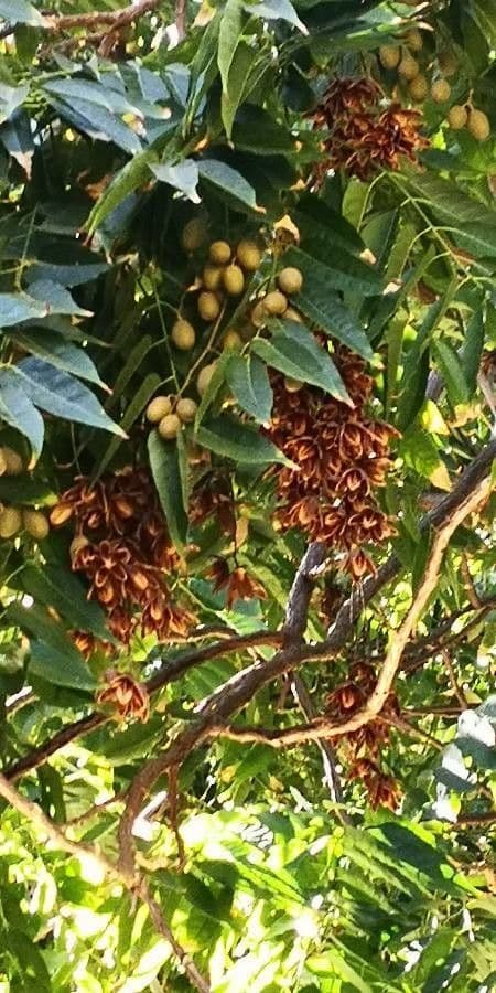 Cedro cinese 3