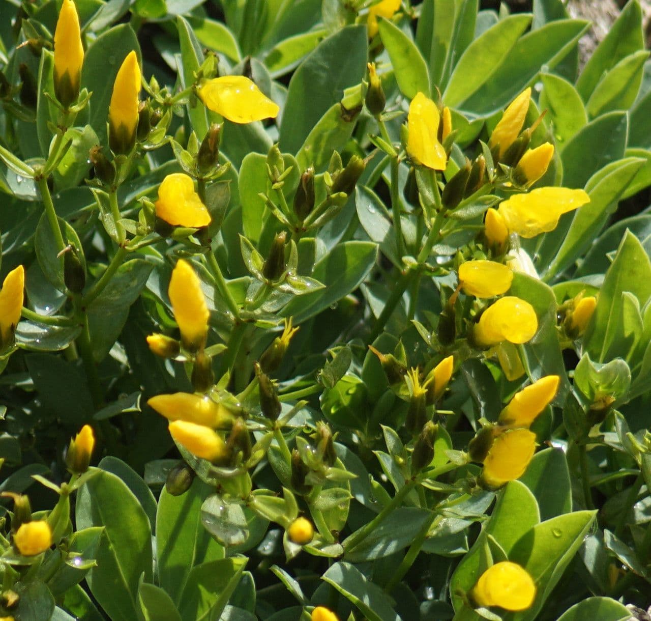 Lino arboreo 10