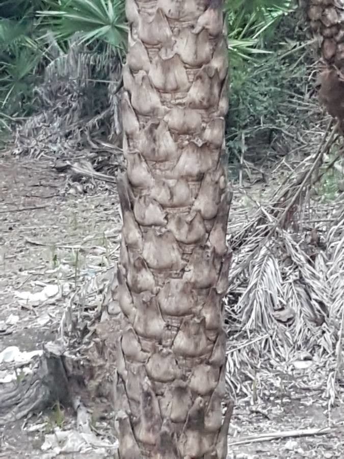 Palma da datteri selvatica 14