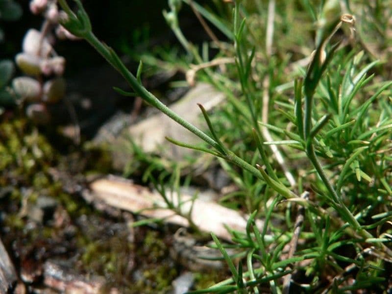Cherleria capillacea 9