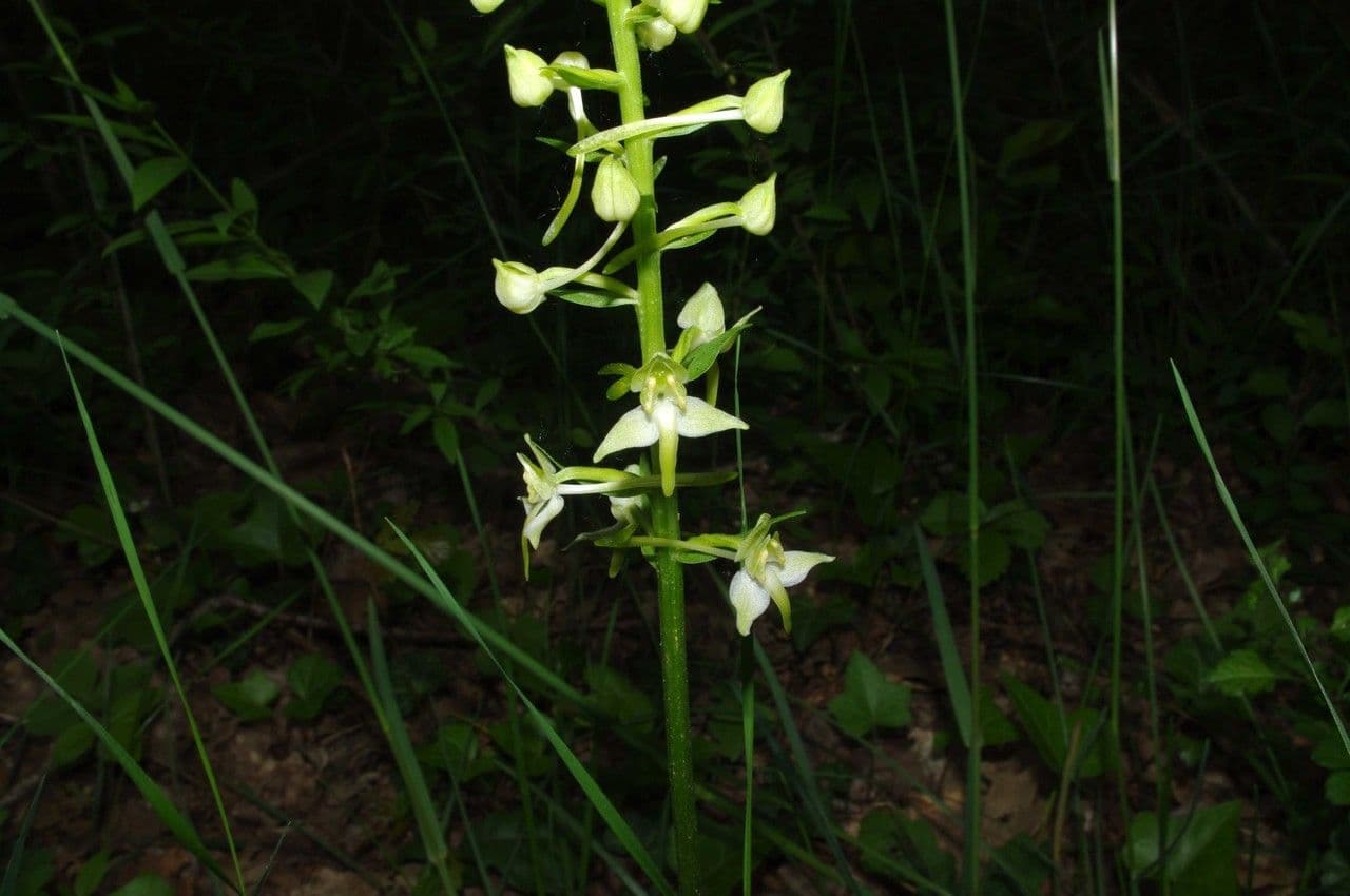 Platantera verdastra 29