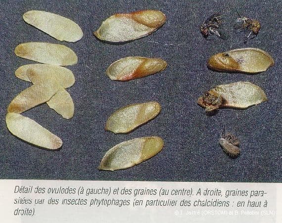 Tristaniopsis 4