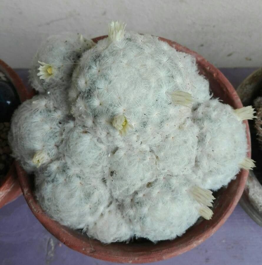 Cactus pluma 4