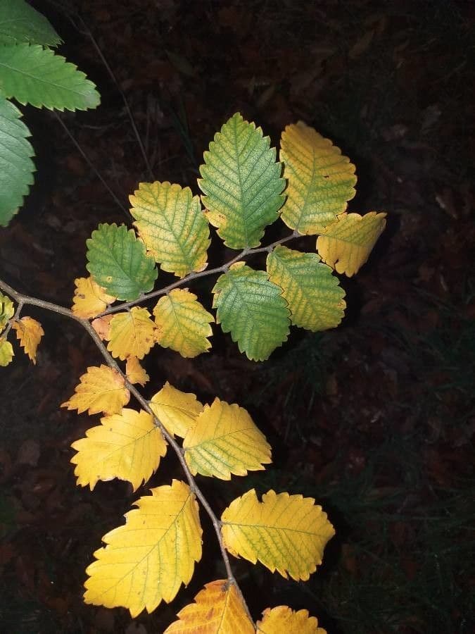 Zelkova del Caucaso 5