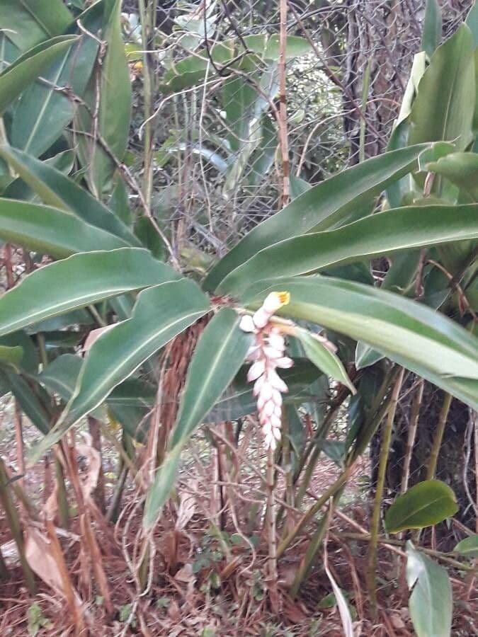Alpinia zerumbet 15