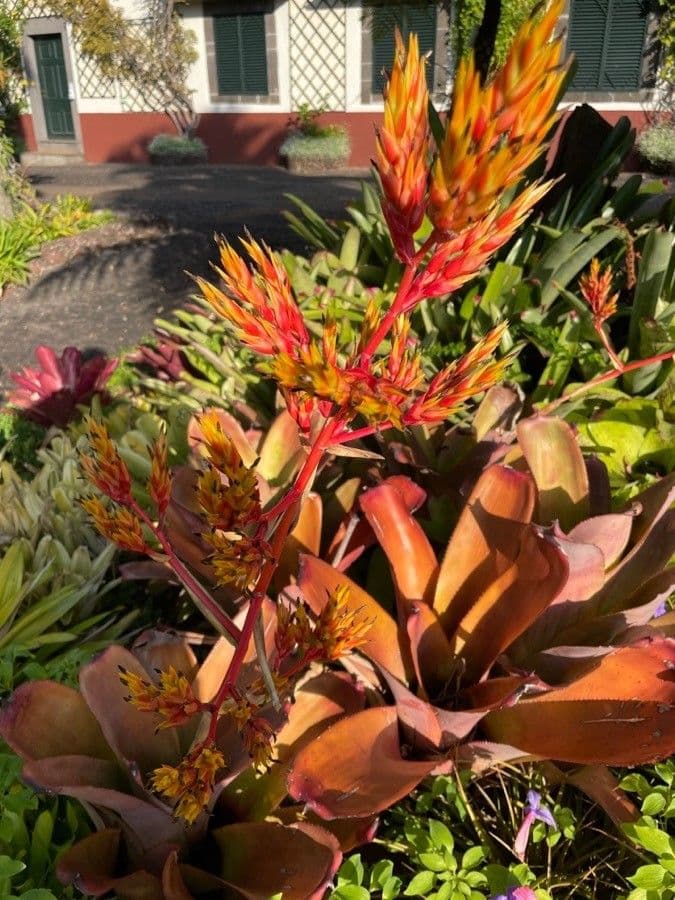 Guzmania 5