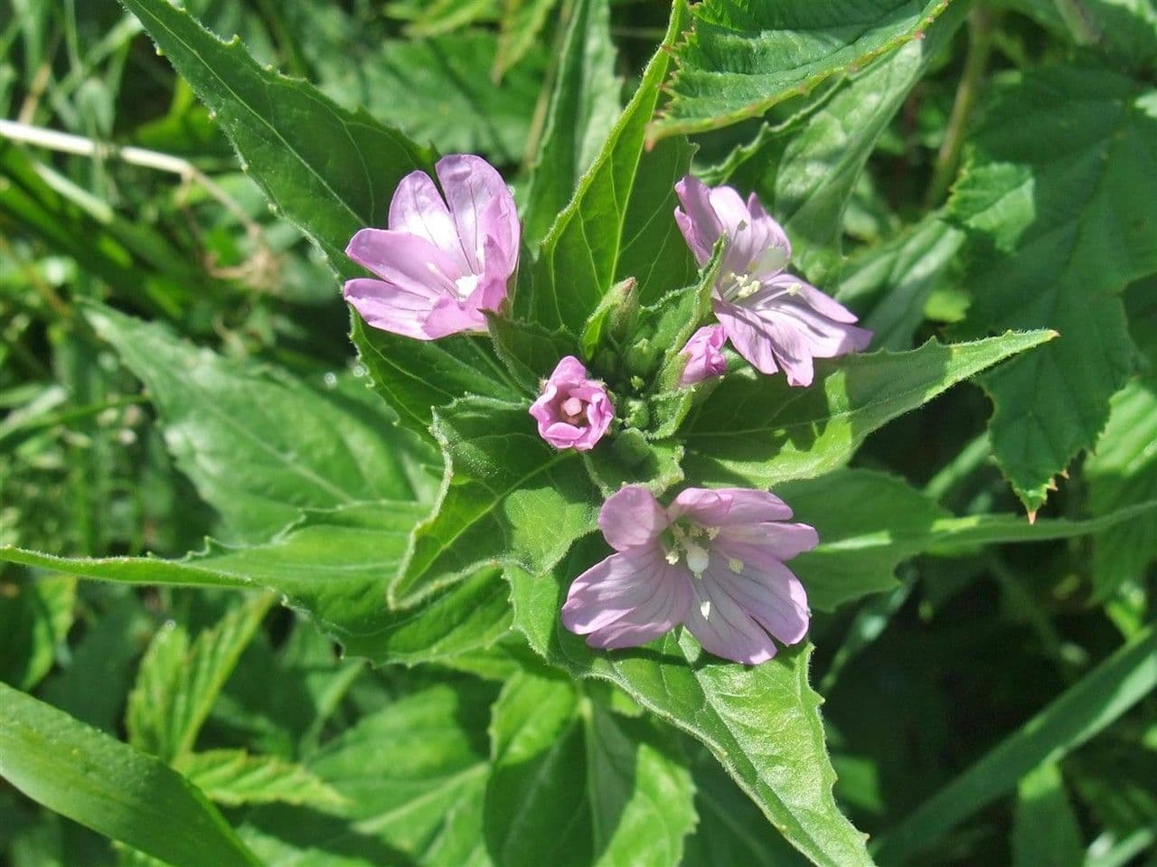 Epilobium alpestre 6