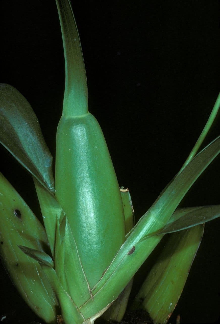 Orchidea ragno maculata 5