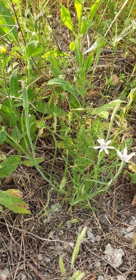 Geropogon hybridus 17
